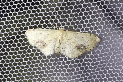 <i>Idaea dimidiata</i>