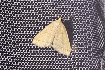 <i>Herminia tarsipennalis</i>