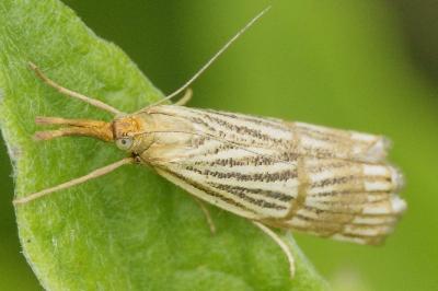 <i>Chrysocrambus linetella</i>