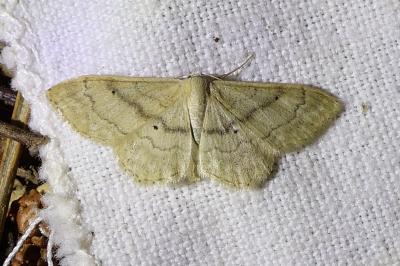 <i>Idaea deversaria</i>