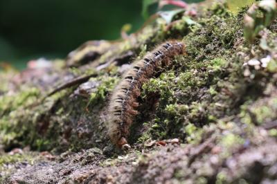 <i>Lasiocampa quercus</i>