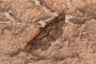 <i>Gymnoscelis rufifasciata</i>