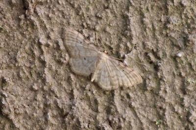 <i>Idaea fuscovenosa</i>