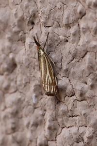 <i>Chrysocramboides craterellus</i>