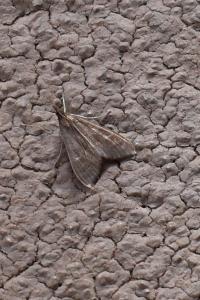 <i>Mecyna asinalis</i>