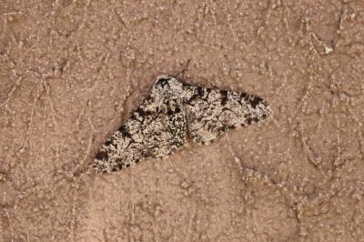 <i>Biston betularia</i>