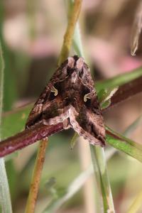 <i>Autographa gamma</i>