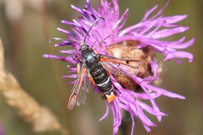 <i>Pyropteron chrysidiforme</i>