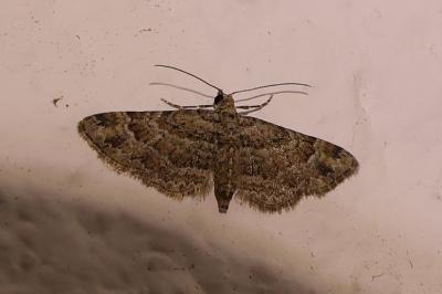 <i>Gymnoscelis rufifasciata</i>