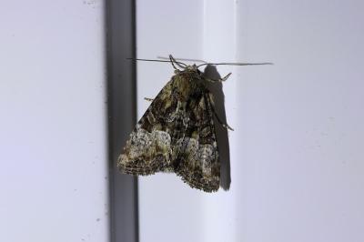 <i>Oligia latruncula/strigilis/versicolor</i>