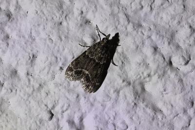 <i>Eudonia mercurella</i>