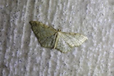<i>Idaea fuscovenosa</i>