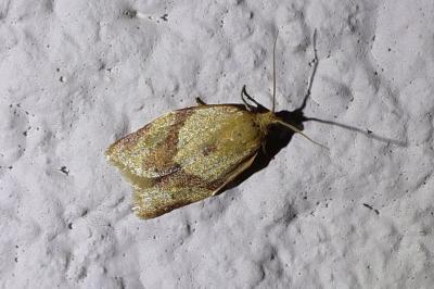 <i>Clepsis consimilana</i>