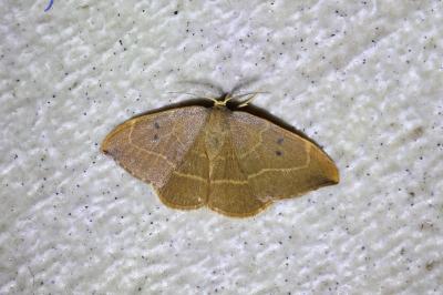 <i>Watsonalla uncinula</i>