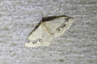 <i>Idaea trigeminata</i>