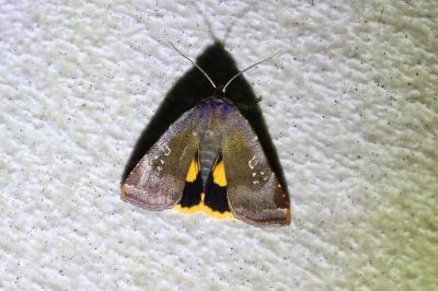 <i>Noctua janthe/janthina</i>