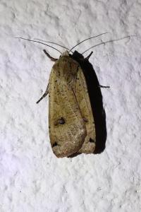 <i>Noctua pronuba</i>