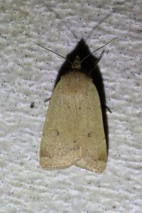 <i>Noctua comes</i>