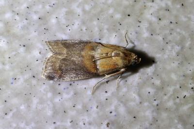 <i>Acrobasis repandana</i>