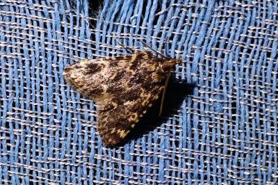 <i>Aglossa caprealis</i>