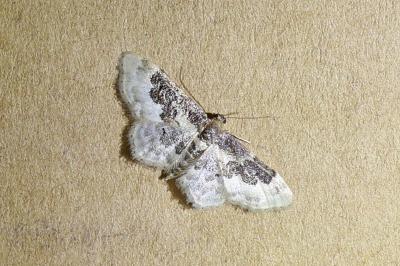 <i>Idaea rusticata</i>