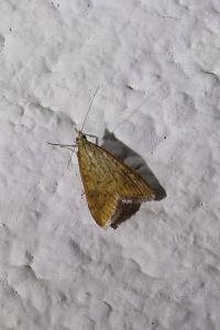 <i>Udea ferrugalis</i>