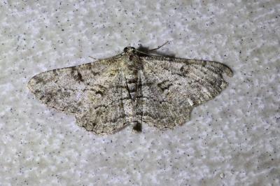 <i>Peribatodes rhomboidaria</i>