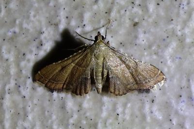 <i>Endotricha flammealis</i>