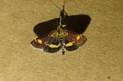 <i>Pyrausta aurata</i>