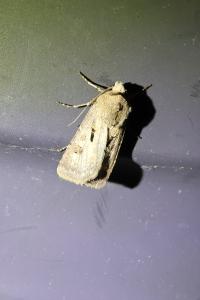 <i>Agrotis exclamationis</i>