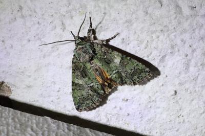 <i>Polyphaenis sericata</i>