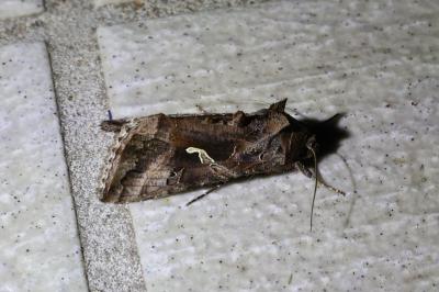 <i>Autographa gamma</i>