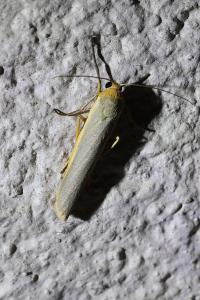 <i>Manulea complana</i>