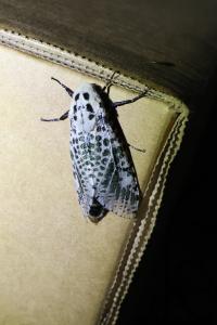 <i>Zeuzera pyrina</i>