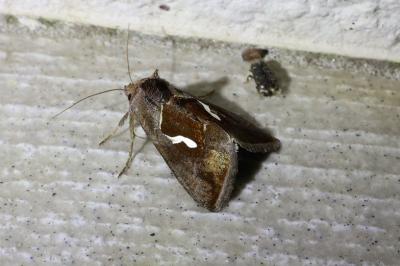 <i>Macdunnoughia confusa</i>