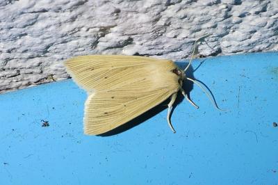 <i>Mythimna pallens</i>