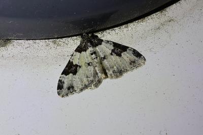 <i>Xanthorhoe fluctuata</i>