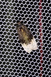 <i>Apotomis betuletana</i>