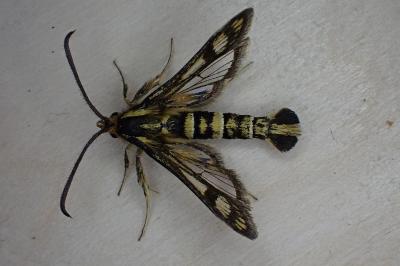 <i>Chamaesphecia tenthrediniformis</i>