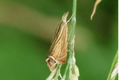 <i>Chrysoteuchia culmella</i>