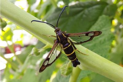<i>Synanthedon tipuliformis</i>