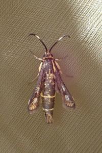 <i>Pyropteron meriaeforme</i>