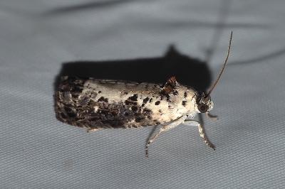 <i>Hedya salicella</i>