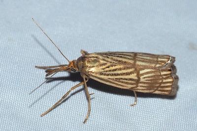 <i>Chrysocrambus linetella</i>