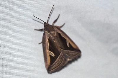 <i>Deltote uncula</i>