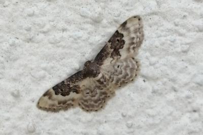 <i>Idaea rusticata</i>