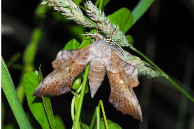 <i>Laothoe populi</i>