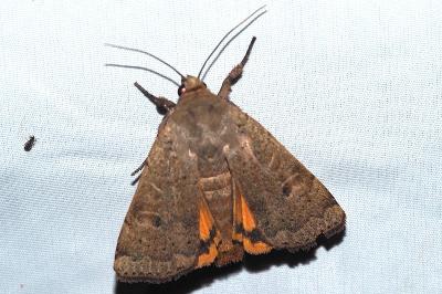 <i>Noctua comes</i>
