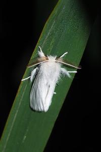 <i>Euproctis chrysorrhoea</i>