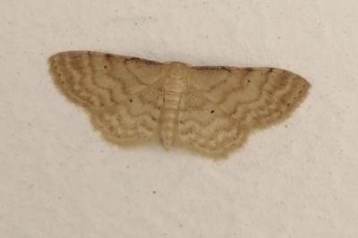 <i>Idaea fuscovenosa</i>